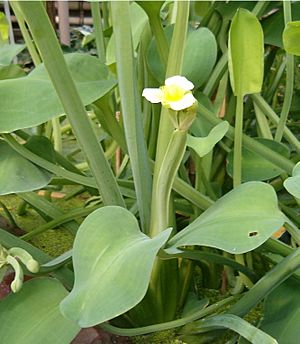 Limnocharis flava HabitusFlower BotGardBln0906.jpg