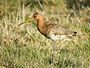 Limosa limosa (Uitkerke).jpg