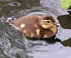 Mandarin duckling 800