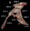 Marasuchus hip photo