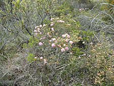 Melaleuca carrii (habit)