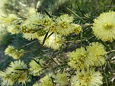 Melaleuca stereophloia (leaves, flowers 