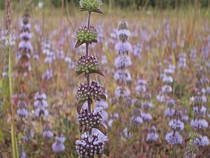 Mentha pulegium abundant