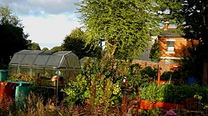 Moss Side Community Allotment