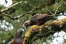 Nestor meridionalis -Routeburn Track, Fiordland, New Zealand-8d