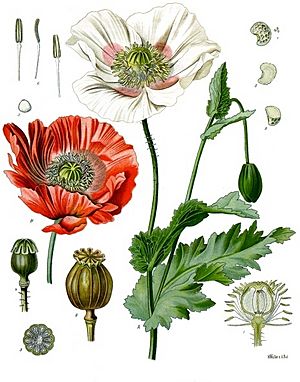 Papaver somniferum - Köhler–s Medizinal-Pflanzen-102.jpg