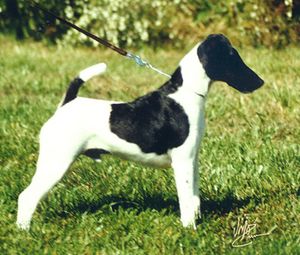 Patrick the Smooth Fox Terrier.jpg