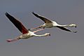 Phoenicopterus roseus flight (Walvis bay)