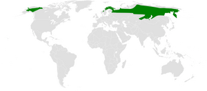 Poecile cinctus distribution map.png