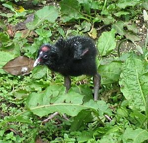 Porphyrio porphyrio melanotus juvenile