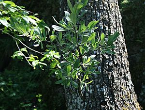 Pyrus elaeagnifolia 1.jpg