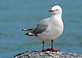 Red billed gull 2