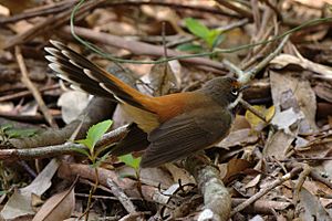 Rhipidura rufifrons -Royal National Park, NSW, Australia-8