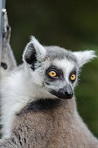 Ring-Tailed Lemur (17151279737)