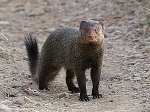 Ruddy mongoose