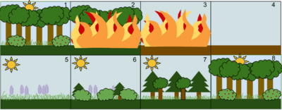 Secondary Succession