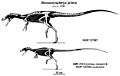 Sinosauropteryx