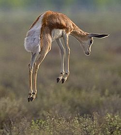 Springbok pronk