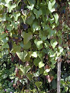 Starr 010420-0105 Aristolochia littoralis