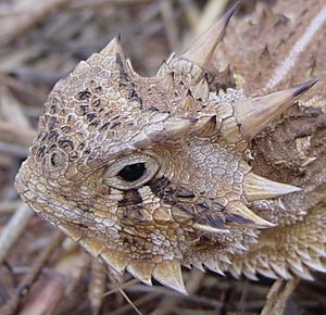 TexasHornedLizard (cropped)