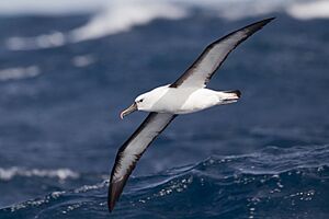 Thalassarche carteri in flight - east of Port Stephens