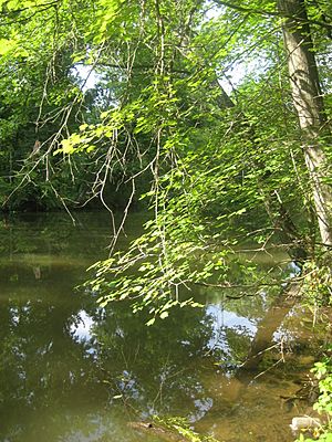 Tree on the D&R Canal.jpg