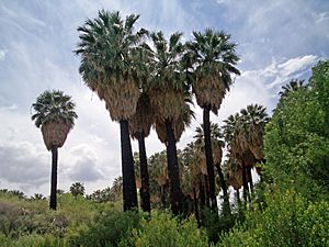 Washingtonia filifera Warm Springs, Nevada