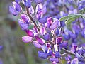 Wildflower close up