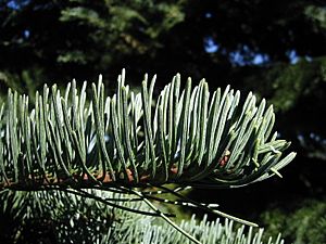 Abies magnifica 8009