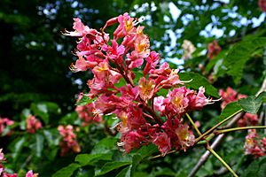 Aesculus carnea BotGartenMuenster PurpurKastanie 6685