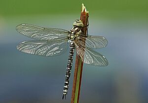 Aeshna cyanea female 1.jpg