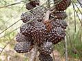 Allocasuarina distyla cone 2