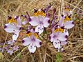 Alstroemeria magnifica - Flickr 003.jpg