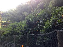 Amanatsu trees on Nokonoshima Island