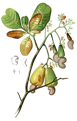 Anacardium occidentalis Blanco1.116-cropped.jpg