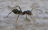 Ant Mimic Spider