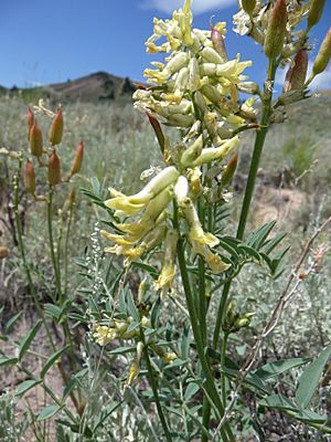 Astragalus scaphoides.JPG