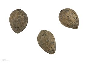 Astrocaryum murumuru MHNT.BOT.2017.10.5