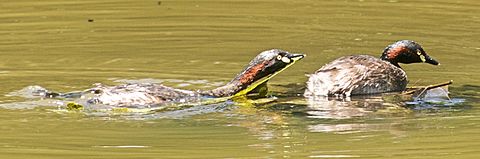 Australasian Grebe nest building