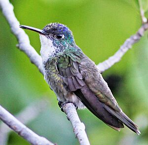 Azure-crowned Hummingbird JCB