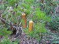 Banksia spinulosa 01