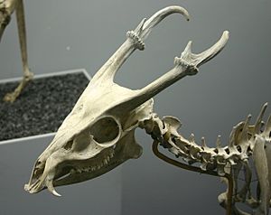 Barking deer skeleton