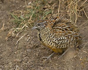 Barred Buttonquail Rajkot