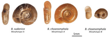 Biomphalaria sudanica and B choanomphala