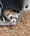 Black-Footed Ferret Release (15545713769)