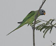 Blossom-headedParakeet