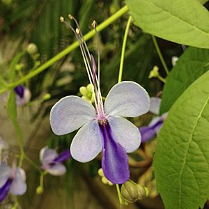 Blue Butterfly Bush Flower