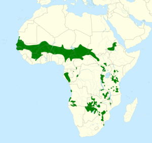 Buphagus africanus map.svg