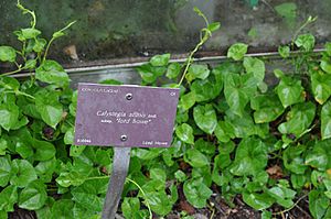 Calystegia affinis Brest.jpg