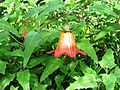 Canarina canariensis JBCVC